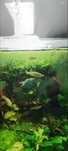 Vendo guppies endler