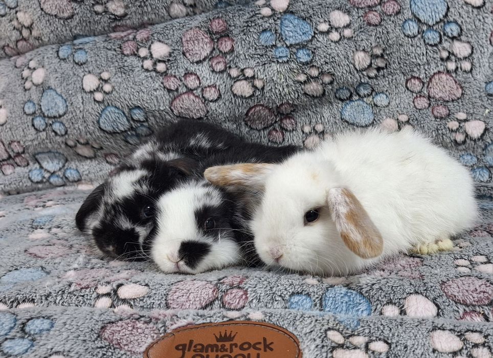 Króliczek Baranek Mini Lop samczyk.