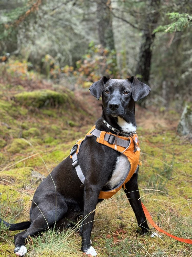 Alma - 2 anos, porte médio (20kg)