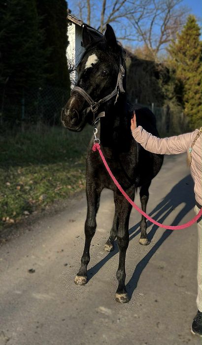 Obiecująca klacz do sportu