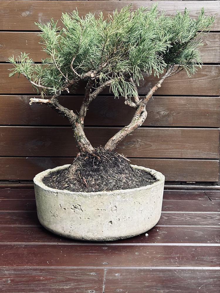 Bonsai z jałowca w ręcznie wykonanej betonowej donicy