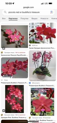 Сортові орхідеї з домашньої колекції