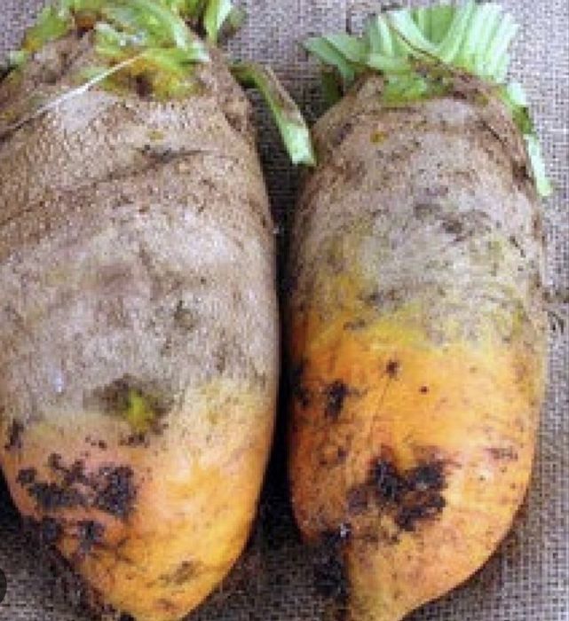 Продам буряки кормові