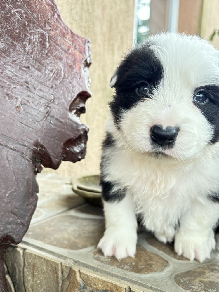 Border collie chłopiec  z rodowodem