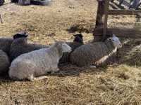 Продам овец ярок меринос романовка