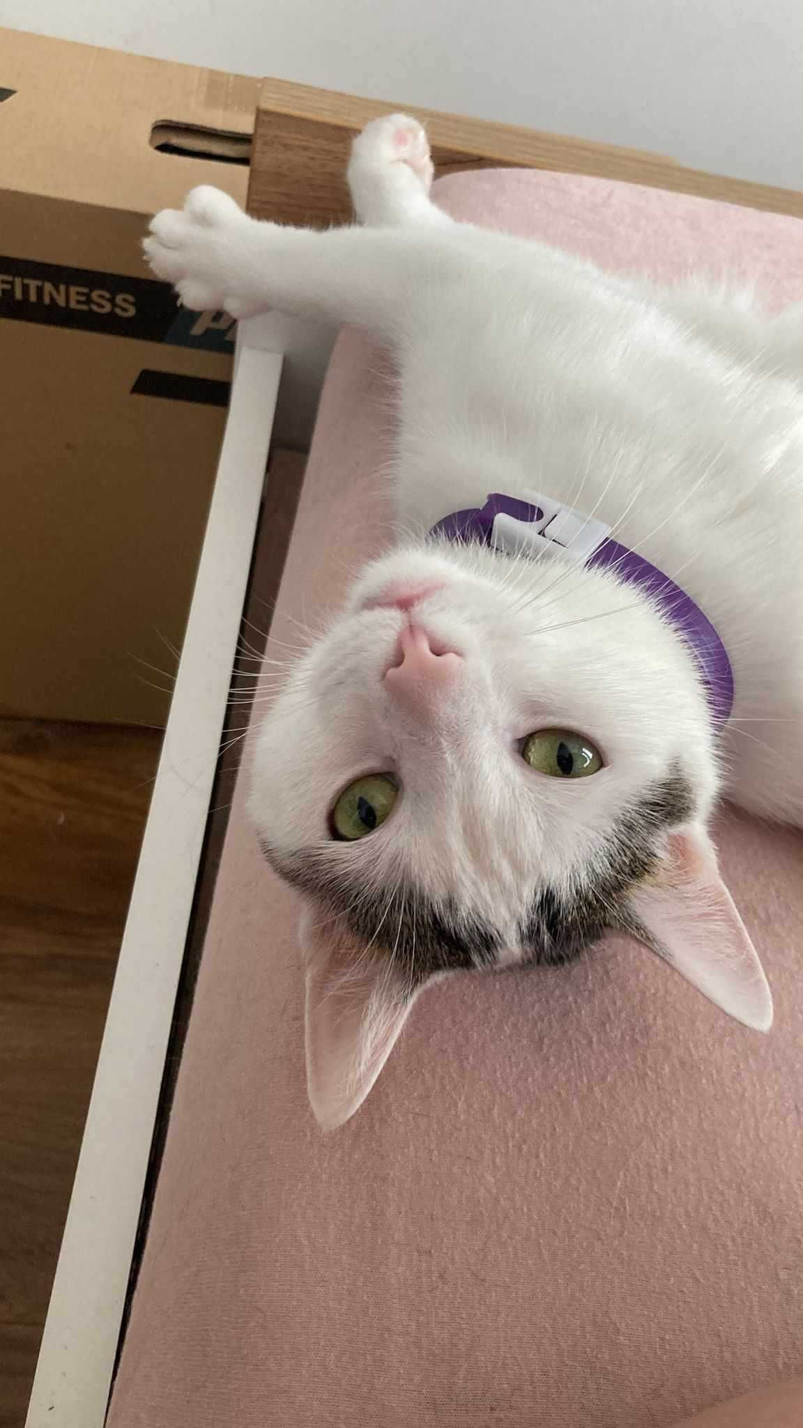 Leyla i Bajgiel szukają wspólnego domu < 3