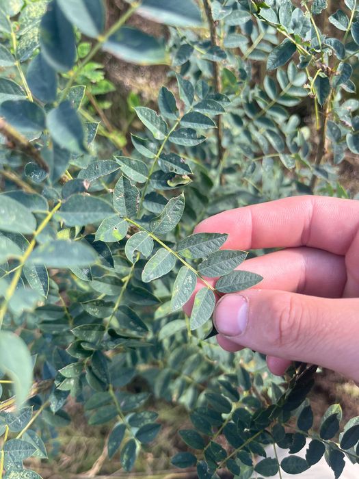 Karagana Syberyjska (Caragana arborescens) 150 cm