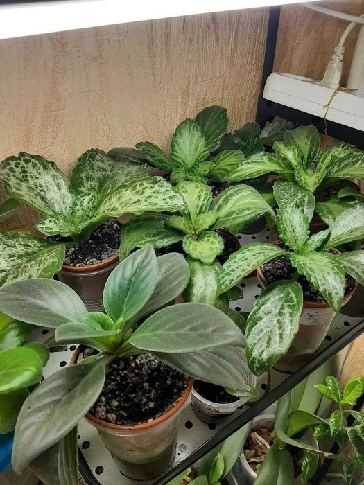 Примулины/хириты детки разные сорта