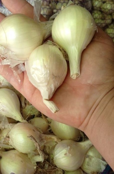 Цибуля біла кущова і ріпчата