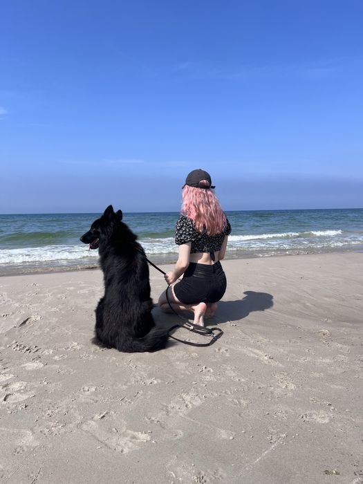 Owczarek Niemiecki Długowłosy - szczenię umaszczenie CZARNE