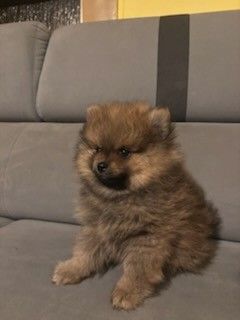 Szpic miniaturowy pomeranian