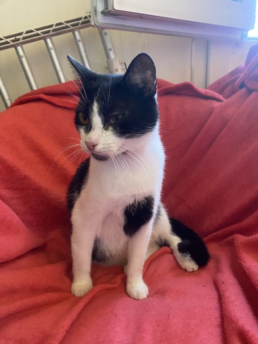 Kotek roczny do adopcji