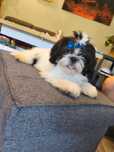Shih Tzu - uroczy kawaler Max