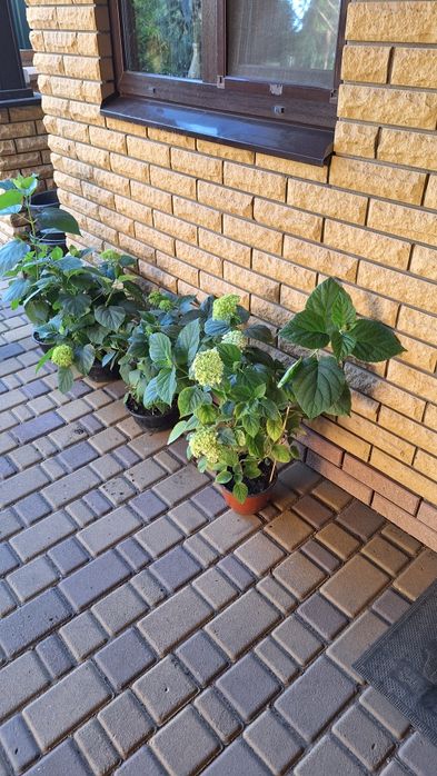 Продам  саженцы гортензии