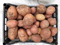 Велика картопля. Урожай 2023