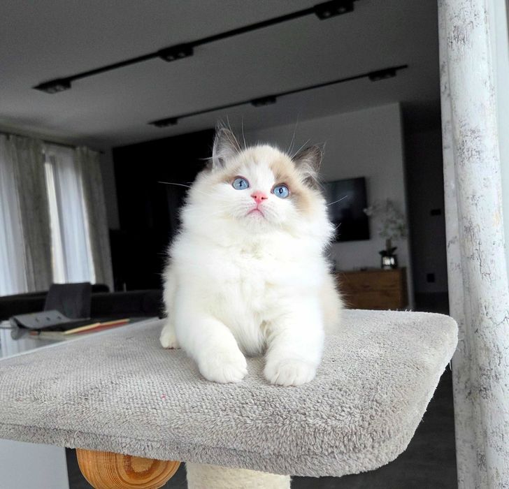 Ragdoll kocur z rodowodem FPL.