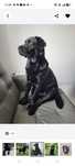 Labrador oddam za darmo