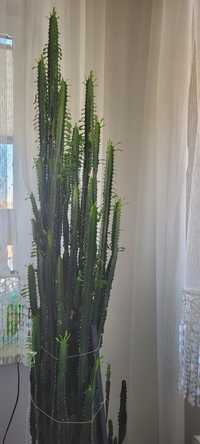 Kaktus wilczomlecz trójżebrowy Euphorbia Trigona 180 cm
