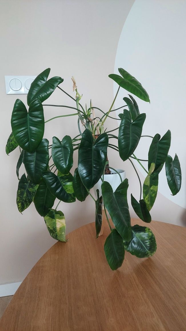 Philodendron burle marx variegata
