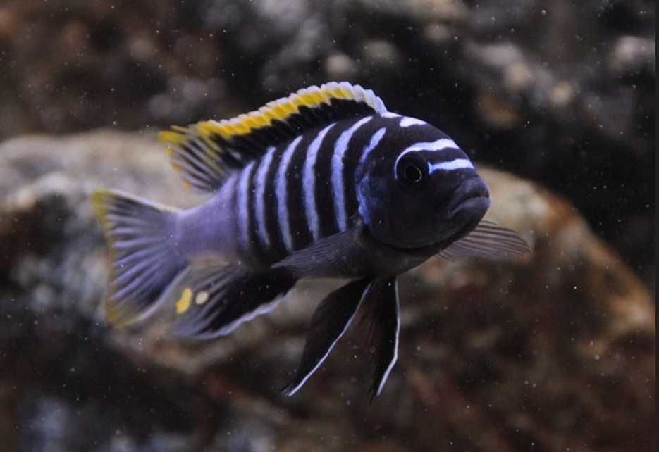 Cynotilapia afra Likoma - dowozimy, wysyłamy