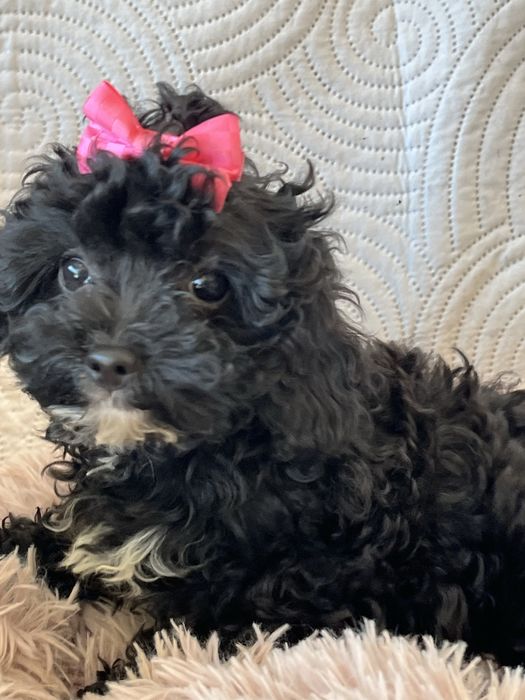 Cudowna malutka suczka cavapoo do odbioru