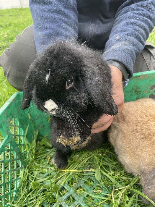 Kroliki rasy mini lop