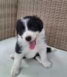 Border collie suczka czarno-biała ZKwP