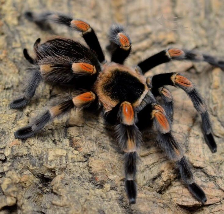Самцы паука птицееда для новичков Brachypelma smithi