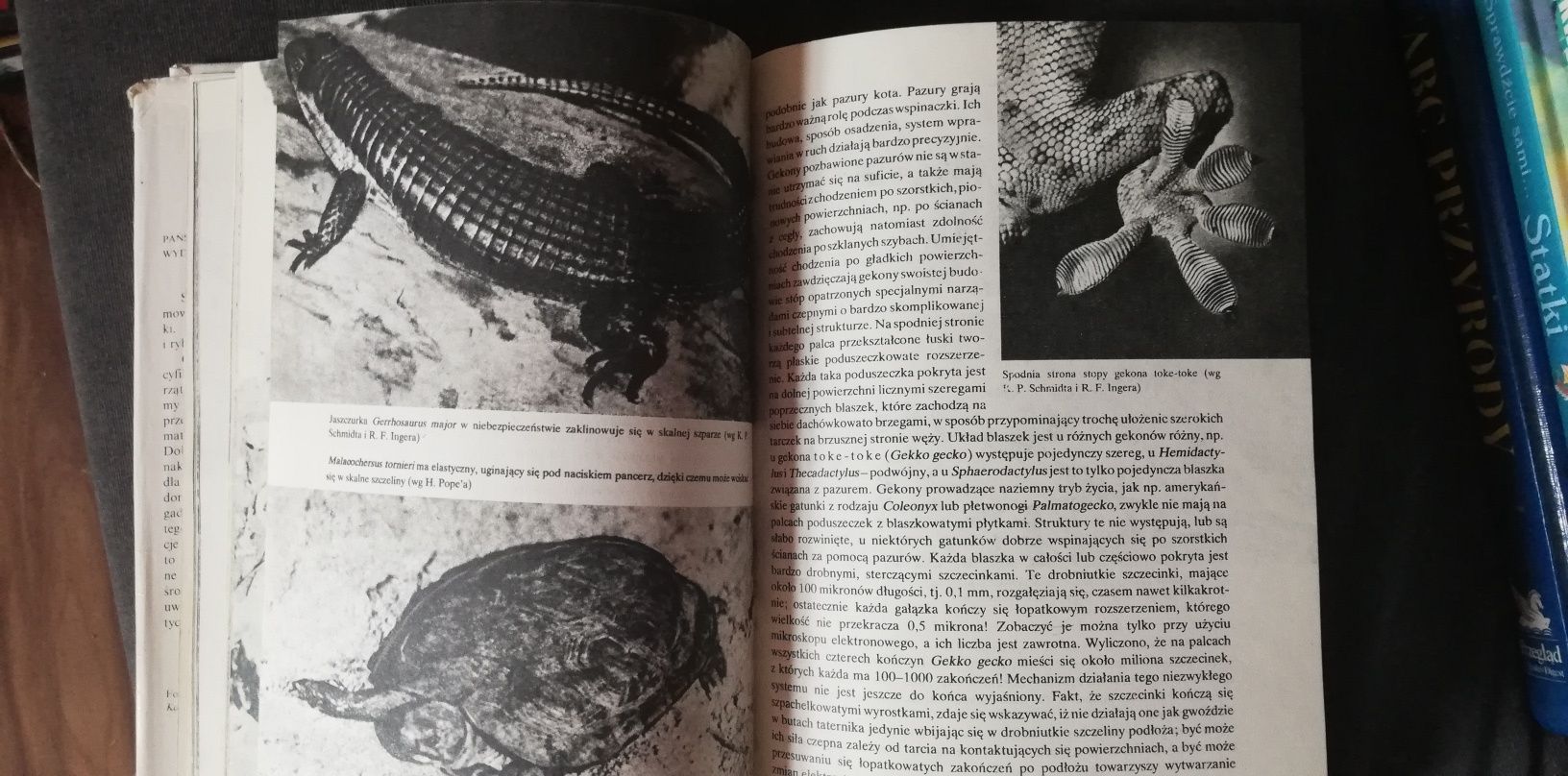 Gady zwierzęta świata-Hanna Dobrowolska