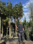 Magnolia grandiflora 'Alta', 'Gallisoniensis', obw.12-18, pień 200cm