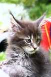BILLY... Kocurek Maine Coon 
Kotka ur 08.04.2025r. Kocia