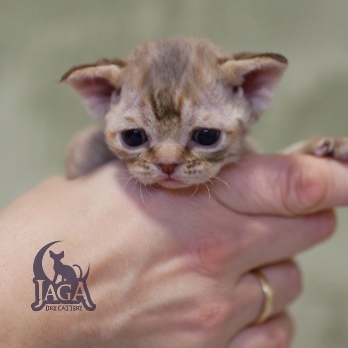 Devon Rex, dziewczynka