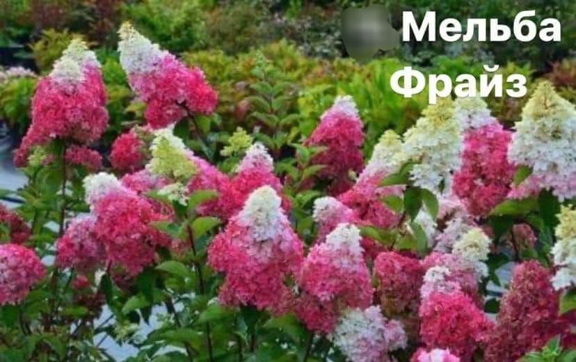 Гортензія волотиста (мітловидна)