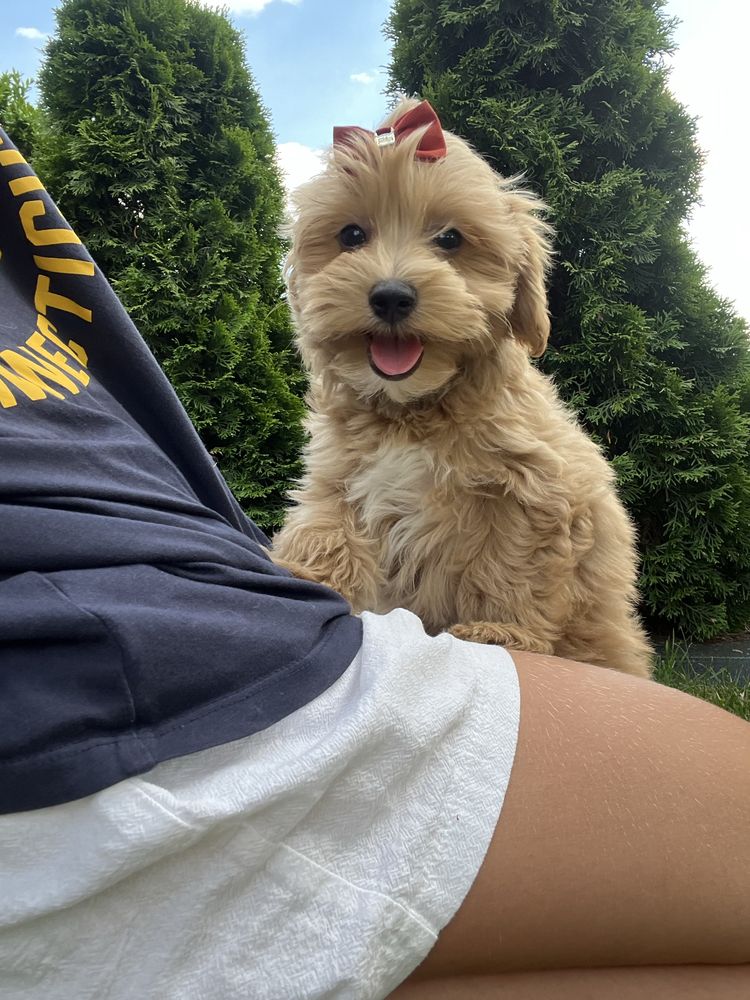 Cudowna suczka maltipoo do odbioru