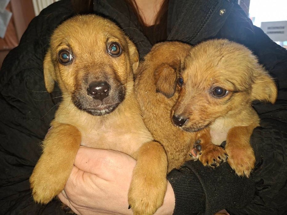 Безкоштовно в добрі руки віддамо хвостатих друзів