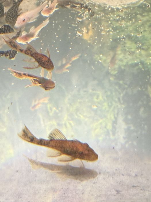 Zbrojnik glonojad Ancistrus sp CALICO