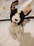 Husky peluche cão