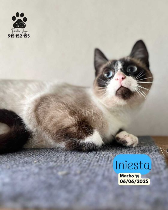 Gatinhos para adoção