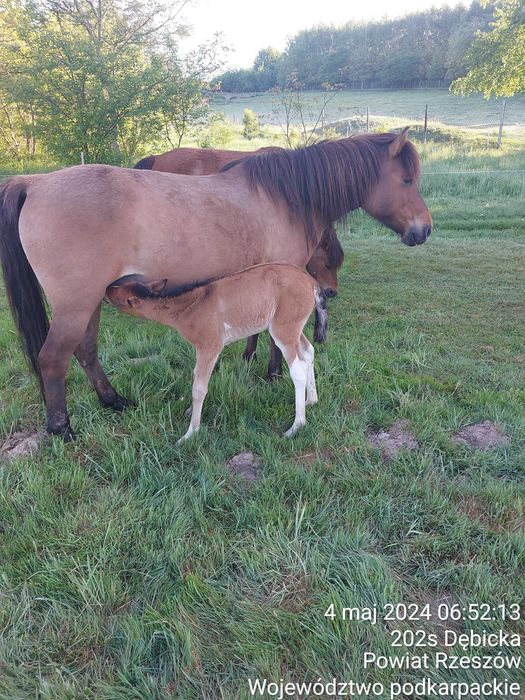 Klacz gniada urodzona 21.04.2014 - licencja, dotacyjna
