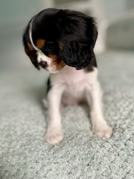 Cavalier king charles spaniel/ samiec