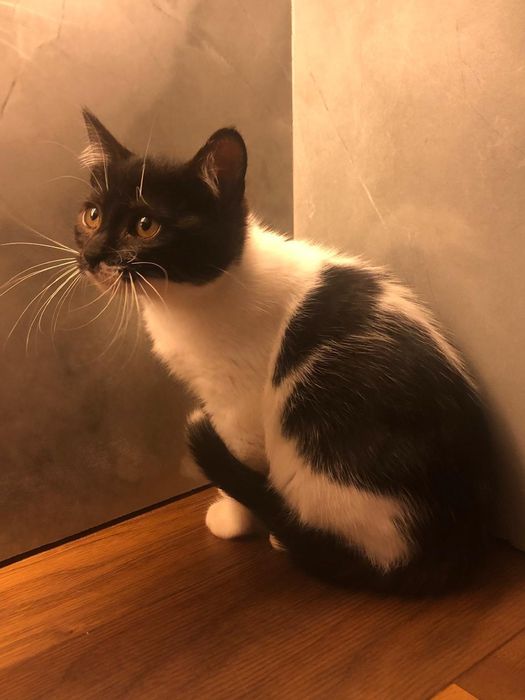 Gatinha 2meses muito meiga