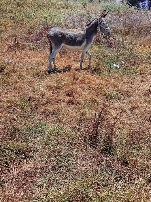 Burros bem a montados