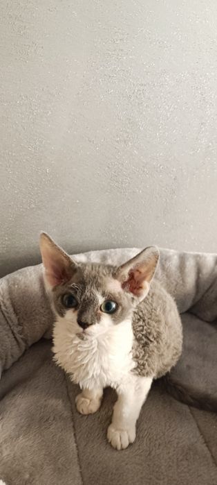 Kocurek Devon Rex FPL