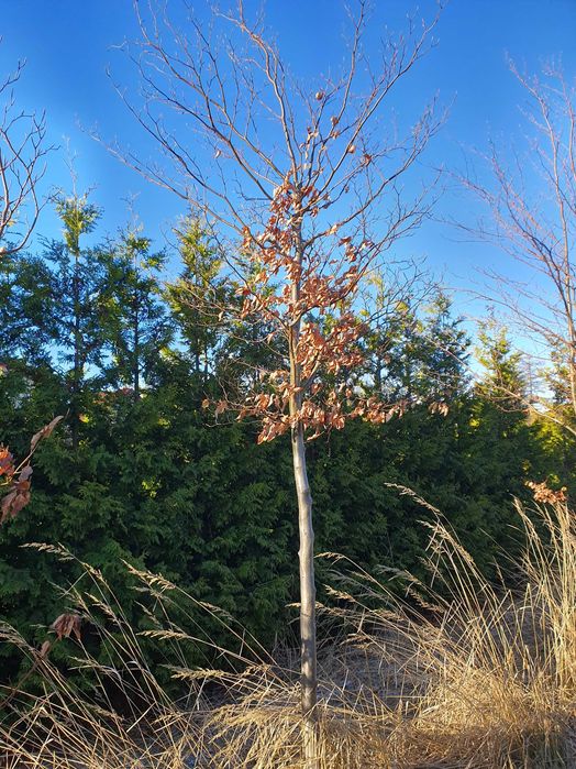 BUK POSPOLITY Fagus sylvatica H400cm ob. 16-20cm kopany Maszyną