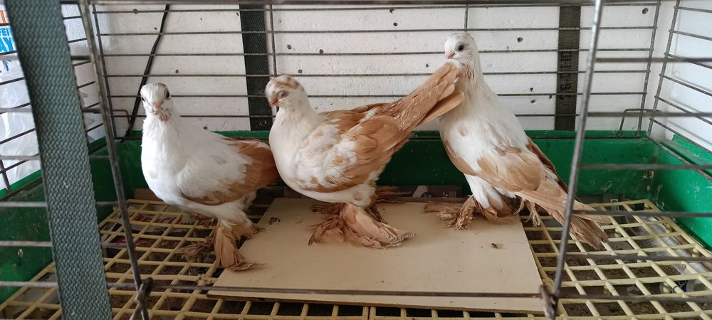 Sprzedam. Motyle Żółte  z roku 2025.