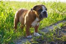 Buldog Angielski samiec FCI