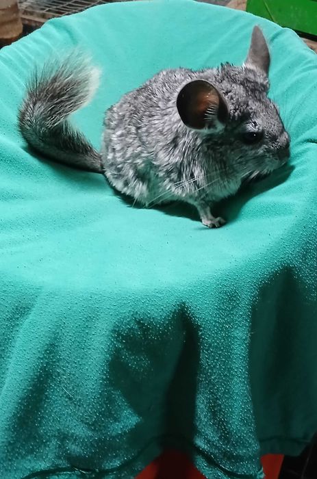 Шиншил,  домашня тваринка.