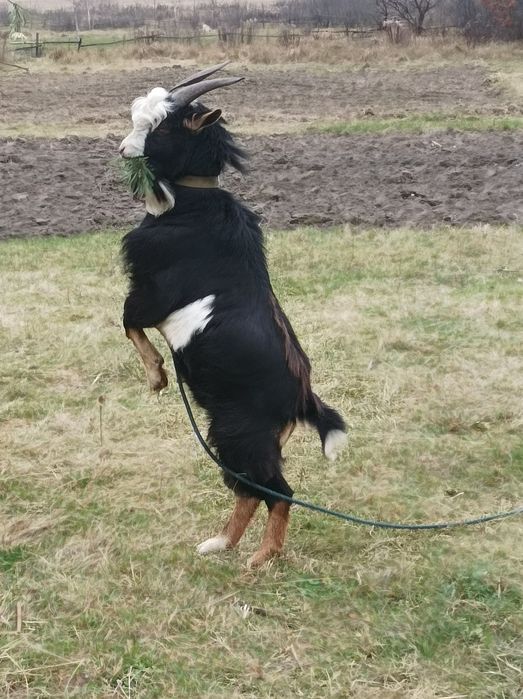 Камерунський Козел.Цап.