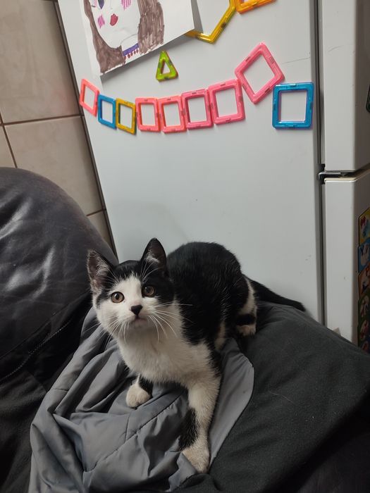 Kotek za darmo w dobre ręce