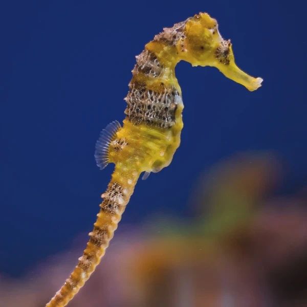 Hippocamphus reidi yellow konik morski Akwarium morskie